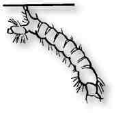 Komáří larva