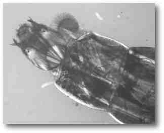 Hlava pakomáří larvy