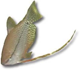 Trichogaster leeri - Čichavec perleťový