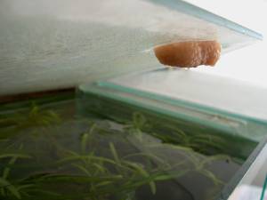 Pohled na vajíčka na krycím skle