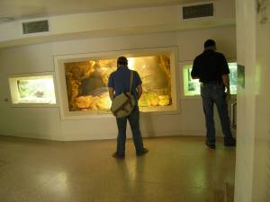 Sonora Desert Museum a231159