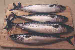 Four mackerels