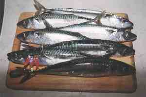 Seven mackerels